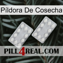 Píldora De Cosecha 17